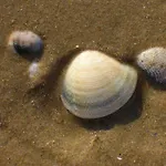 호텔 Caraibi